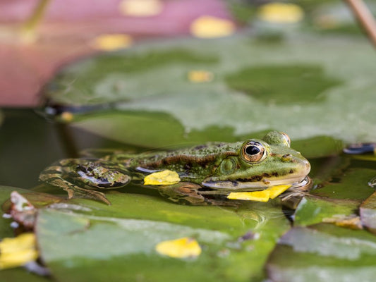 The Ultimate Guide to Choosing and Caring for Your Pet Frog
