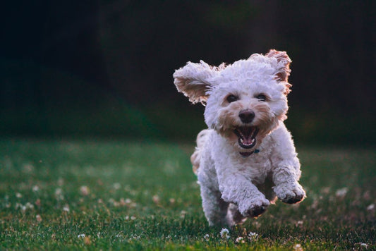 The Top Dogs for Seniors: Best Breeds for Older Adults